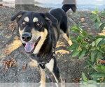 MILO - Male Gerberian Shepsky Dog for Adoption - Small photo
