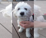 Small #2 Bichon Frise Mix