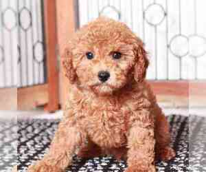 Cavapoo Puppy for sale in NAPLES, FL, USA