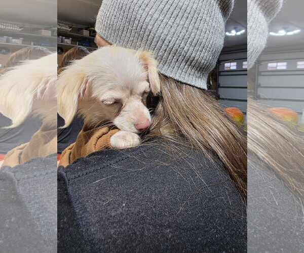 Medium Photo #2 Chihuahua Puppy For Sale in St. Louis Park, MN, USA