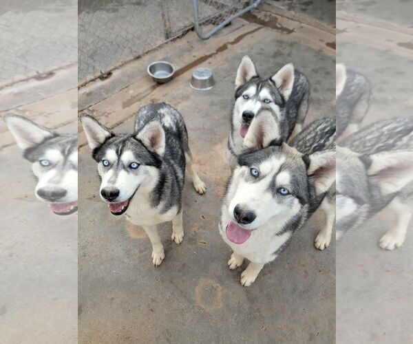 Medium Photo #3 Siberian Husky Puppy For Sale in Cedar Crest, NM, USA
