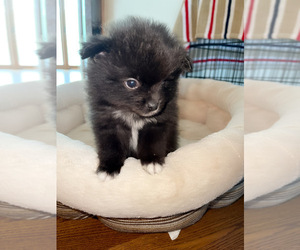 Pomeranian Puppy for sale in COLUMBIA, MO, USA