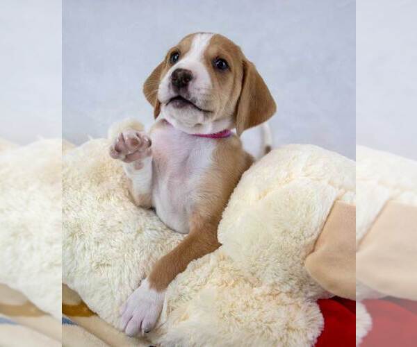 Medium Photo #3 Mutt Puppy For Sale in Kennesaw, GA, USA