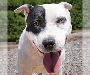 American Staffordshire Terrier Dogs for adoption in Albuquerque, NM, USA