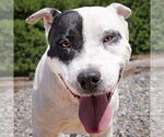 Small American Staffordshire Terrier