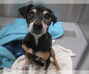 Miniature Pinscher Dogs for adoption in Orange, CA, USA