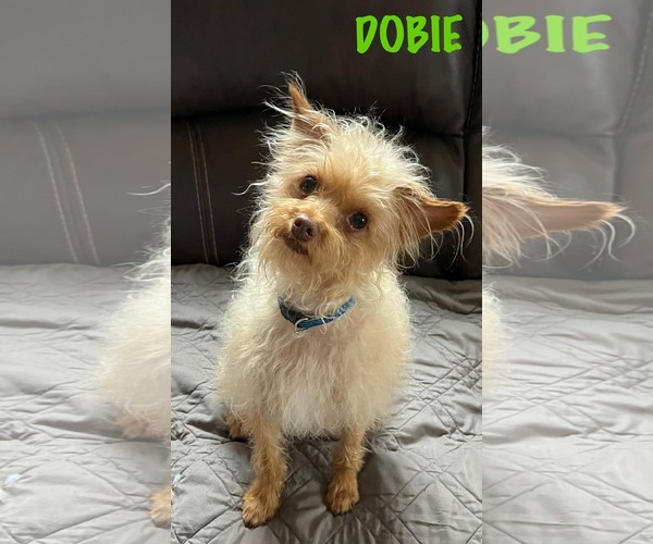 Medium Photo #4 Mutt Puppy For Sale in pomfret, CT, USA