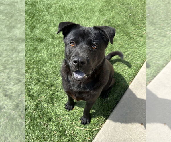 Medium Photo #16 Chow Chow-Labrador Retriever Mix Puppy For Sale in Lakewood, CO, USA