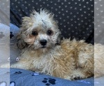 Small Photo #32 Zuchon Puppy For Sale in RENO, NV, USA