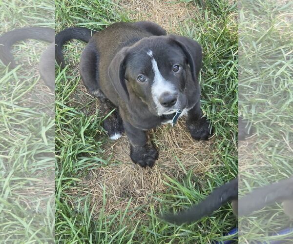 Medium Photo #4 Labrador Retriever-Unknown Mix Puppy For Sale in Plainfield, IL, USA