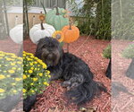 Small #2 Breeder Profile image