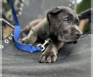 Cane Corso Puppy for Sale in AVON, Massachusetts USA