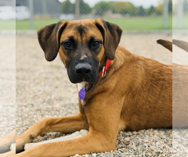 Medium Photo #3 Mutt Puppy For Sale in Fargo, ND, USA