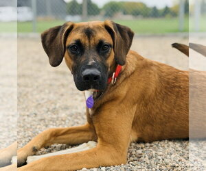 Cornelia - Female Mutt Dog for Adoption - Photo #3