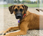 Small Photo #3 Mutt Puppy For Sale in Fargo, ND, USA