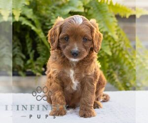 Cavapoo Puppy for sale in LITITZ, PA, USA