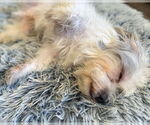 Small #7 Poodle (Miniature) Mix