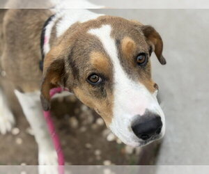 Mutt Dogs for adoption in Tulsa, OK, USA