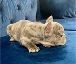 Small Photo #17 French Bulldog Puppy For Sale in EAGLE RIVER, AK, USA