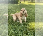 Small #1 Cocker Spaniel