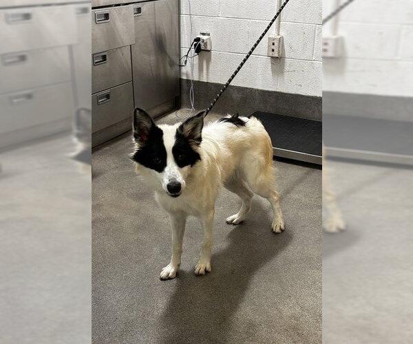 Medium Photo #1 Collie-Unknown Mix Puppy For Sale in Forestville, MD, USA