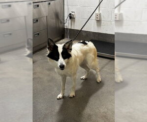 Collie-Unknown Mix Dogs for adoption in Forestville, MD, USA