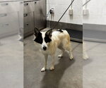 *EMILY - Female Collie-Unknown Mix Dog for Adoption - Small photo
