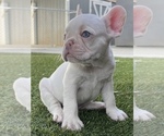 Puppy 2 French Bulldog