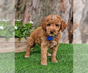 Goldendoodle (Miniature) Puppy for sale in INDIANAPOLIS, IN, USA