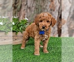 Image preview for Ad Listing. Nickname: Mini Theodore