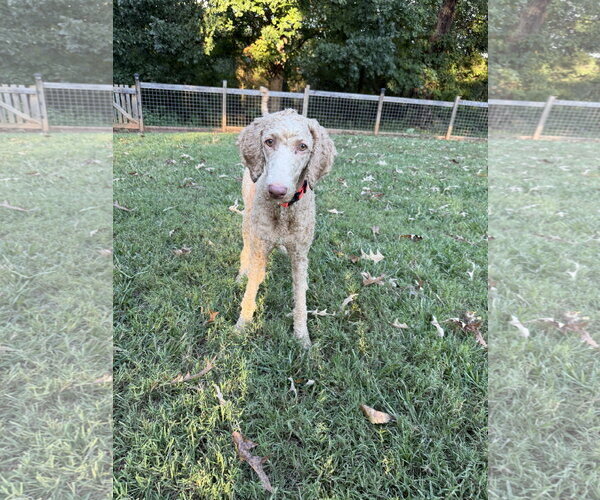 Medium Photo #3 Goldendoodle Puppy For Sale in Pacolet, SC, USA