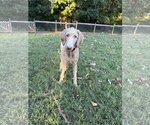 Small Photo #3 Goldendoodle Puppy For Sale in Pacolet, SC, USA