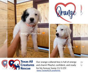 Labrenees Dogs for adoption in Lillian, TX, USA