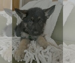 Small #3 German Shepherd Dog
