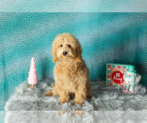 Poodle (Miniature) Puppy for sale in SHIPSHEWANA, IN, USA