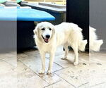 Small #3 Great Pyrenees
