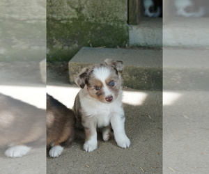 Miniature Australian Shepherd Puppy for sale in URBANA, OH, USA