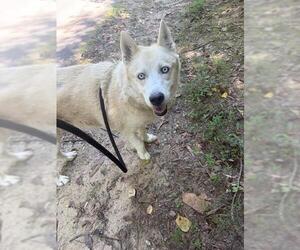 Siberian Husky-Unknown Mix Dogs for adoption in Newton, NC, USA