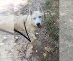 Small Siberian Husky Mix