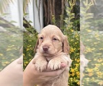 Puppy 5 Dachshund
