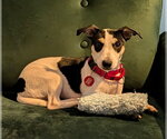 Small #1 Dachshund Mix
