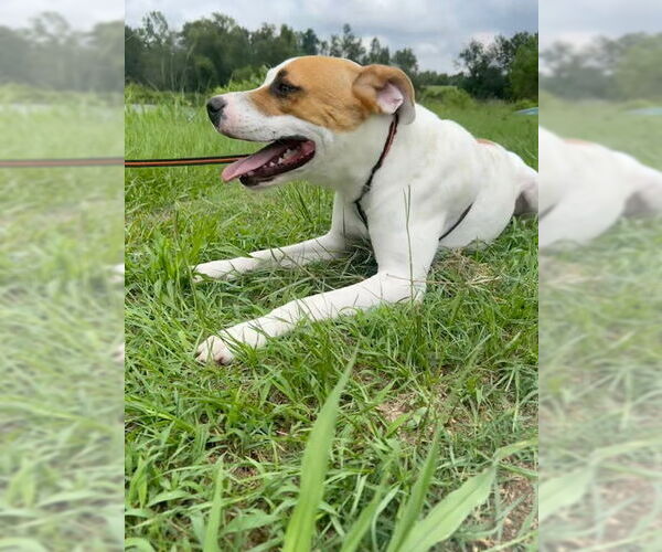 Medium Photo #5 Bulldog-Labrador Retriever Mix Puppy For Sale in Tarrytown, GA, USA