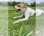 Small #4 Bulldog-Labrador Retriever Mix