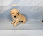 Small Photo #11 Golden Retriever Puppy For Sale in BLACK FOREST, CO, USA