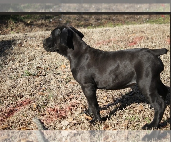 Medium Photo #1 Boerboel Puppy For Sale in NORFOLK, VA, USA