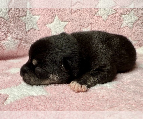 Medium Photo #4 Pomsky-Shiba Inu Mix Puppy For Sale in NASHUA, NH, USA