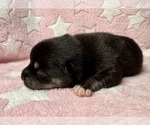 Small #3 Pomsky-Shiba Inu Mix
