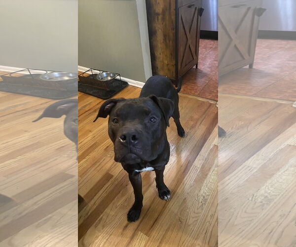 Medium Photo #16 Bullboxer Pit Puppy For Sale in Rockaway, NJ, USA