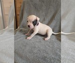 Puppy Puppy 4 American Bulldog