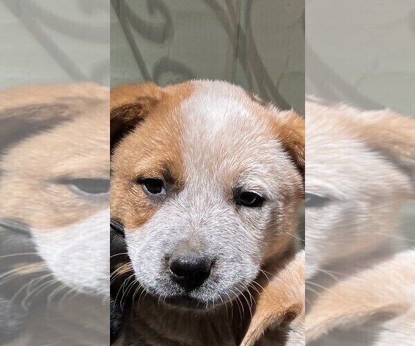 Medium Photo #2 Australian Cattle Dog Puppy For Sale in POST FALLS, ID, USA